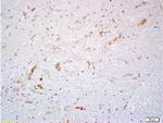 PROK2 Antibody in Immunohistochemistry (Paraffin) (IHC (P))