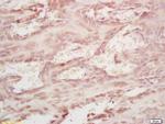 MMP20 Antibody in Immunohistochemistry (Paraffin) (IHC (P))