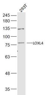 LOXL4 Antibody in Western Blot (WB)