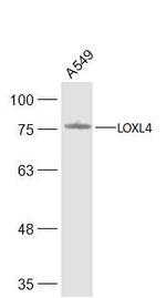 LOXL4 Antibody in Western Blot (WB)