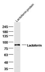 Lactoferrin Antibody in Western Blot (WB)