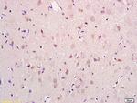 PRODH Antibody in Immunohistochemistry (Paraffin) (IHC (P))