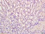 PRODH Antibody in Immunohistochemistry (Paraffin) (IHC (P))