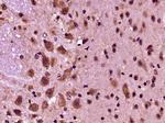 PRODH Antibody in Immunohistochemistry (Paraffin) (IHC (P))