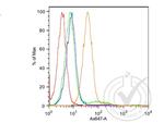 K Cadherin Antibody in Flow Cytometry (Flow)