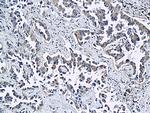 ESAM Antibody in Immunohistochemistry (Paraffin) (IHC (P))