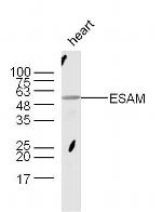 ESAM Antibody in Western Blot (WB)