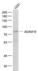 ADAM19 Antibody in Western Blot (WB)