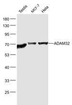 ADAM32 Antibody in Western Blot (WB)