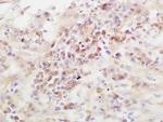 ADAMTS13 Antibody in Immunohistochemistry (Paraffin) (IHC (P))