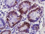 KLK6 Antibody in Immunohistochemistry (Paraffin) (IHC (P))