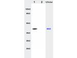 CTHRC1 Antibody in Western Blot (WB)