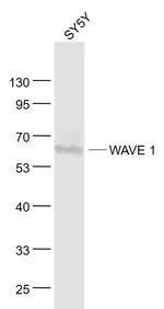 WAVE 1 Antibody in Western Blot (WB)