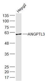 ANGPTL3 Antibody in Western Blot (WB)