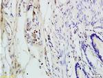 ANP32C Antibody in Immunohistochemistry (Paraffin) (IHC (P))