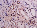 ABI3 Antibody in Immunohistochemistry (Paraffin) (IHC (P))