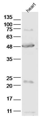 ABI3 Antibody in Western Blot (WB)