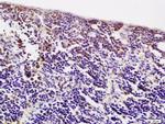 ACBD6 Antibody in Immunohistochemistry (Paraffin) (IHC (P))