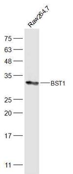 BST1 Antibody in Western Blot (WB)