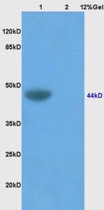 TSLC1 Antibody in Western Blot (WB)