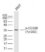 Phospho-CD32B (Tyr292) Antibody in Western Blot (WB)