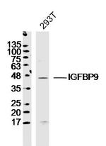 IGFBP9 Antibody in Western Blot (WB)