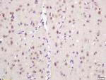 NARC1 Antibody in Immunohistochemistry (Paraffin) (IHC (P))