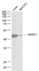 NARC1 Antibody in Western Blot (WB)