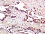 PRSS8 Antibody in Immunohistochemistry (Paraffin) (IHC (P))