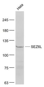 SEZ6L Antibody in Western Blot (WB)