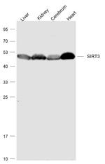 SIRT3 Antibody in Western Blot (WB)