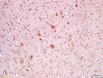 Wnt8A Antibody in Immunohistochemistry (Paraffin) (IHC (P))