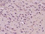 WNT4 Antibody in Immunohistochemistry (Paraffin) (IHC (P))