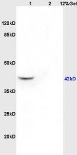 GNAQ Antibody in Western Blot (WB)