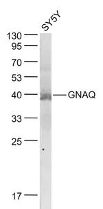 GNAQ Antibody in Western Blot (WB)