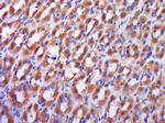 RAB9 Antibody in Immunohistochemistry (Paraffin) (IHC (P))