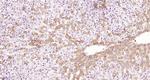 Alpha 2 antiplasmin Antibody in Immunohistochemistry (Paraffin) (IHC (P))