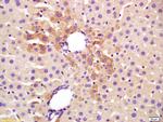 TGM2 Antibody in Immunohistochemistry (Paraffin) (IHC (P))