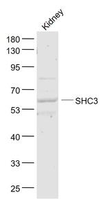 SHC3 Antibody in Western Blot (WB)