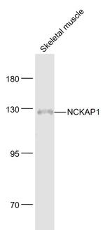 NCKAP1 Antibody in Western Blot (WB)