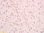 PCMT1 Antibody in Immunohistochemistry (Paraffin) (IHC (P))