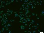 HRG beta 1 Antibody in Immunocytochemistry (ICC/IF)