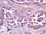 Wnt8b Antibody in Immunohistochemistry (Paraffin) (IHC (P))