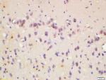 Wnt8b Antibody in Immunohistochemistry (Paraffin) (IHC (P))