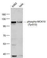 Phospho-MCK10 (Tyr513) Antibody in Western Blot (WB)