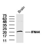 IFN-Alpha Antibody in Western Blot (WB)