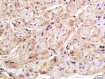 Ryanodine Receptor Antibody in Immunohistochemistry (Paraffin) (IHC (P))