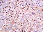 GCMA Antibody in Immunohistochemistry (Paraffin) (IHC (P))