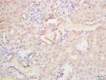 WISP1 Antibody in Immunohistochemistry (Paraffin) (IHC (P))