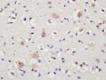 Sortilin Antibody in Immunohistochemistry (Paraffin) (IHC (P))